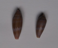 Conus Granum X2 - Coquillages