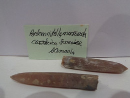 Lote De 2 Cefalópodos Fósiles. Belemnitella Mucronata. Cretácico Superior, Senoniense. Alemania. - Fossilien