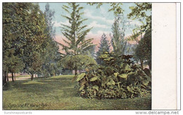 New York Syracuse Scene In Walnut Park 1908 - Syracuse