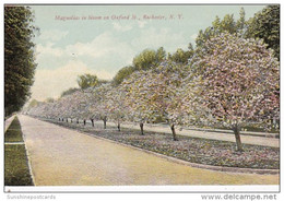 New York Rochester Magnolias In Bloom On Oxford Street 1910 - Rochester