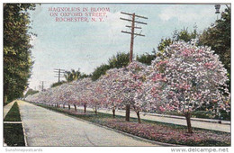 New York Rochester Magnolias In Bloom On Oxford Street 1908 - Rochester
