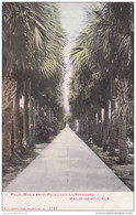 Florida Palm Beach Palm Walk From Poinciana To Breakers - Palm Beach