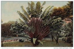 Florida Palm Beach Travelers' Palm The Garden Of Eden - Palm Beach