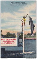 Florida Keys Jumping Porpoise At Theatre Of The Sea Islamorada 1953 Curteich - Key West & The Keys