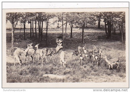 New York Catskill Deer At Catskill Game Farm Photo - Catskills