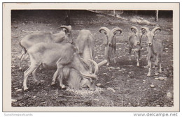 New York Catskill Hoofed Animals At Catskill Game Farm Photo - Catskills