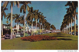 Florida Palm Beach Stately Royal Palms Along Royal Poinciana Way - Palm Beach