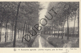 Postkaart/Carte Postale - ACHEL - Economie Agricole   (C2165) - Hamont-Achel