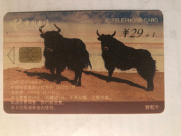 China Telecom IC Telephone Card, Wild Yak - China