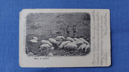 Zakopane Owce Sheeps W Halach 1902 - Polen