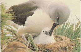 British Antarctic Territory 1985 Used Postcard Grey Headed Albatross South Georgia Ca Brabant Island 18 FEB 1985 (57654) - Lettres & Documents