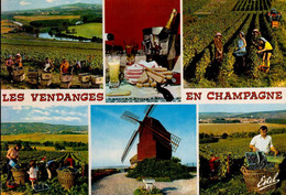 LES VENDANGES EN CHAMPAGNE  . . . MULTI-VUES - Champagne-Ardenne