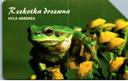 31609 - Polen - TP , Rzekotka Drzewna , Frosch , Frog - Poland