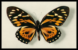 N° 4 - Papilio Zagreus - Papillon - Brésil - Collection Boubée - Imp. DRAGER - Ed. Comité National De L'Enfance - Papillons