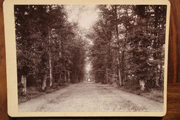 Photo 1880's Allée Château De La Baugisière Saint Michel Le Cloucq Vendée TIRAGE PAPIER ALBUMINÉ CARTON Cabinet CDC - Old (before 1900)