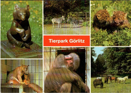 ! DDR Ansichtskarte Tierpark Görlitz , Zoo - Singes