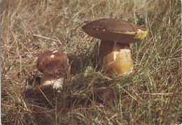 Superbe Carte Postale Cèpe - Mushrooms