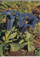 BLAUER ENZIAN, Gentiana Clusii,  Alpen Flora In Österreich's Bergen, Stengelloser Enzian - Piante Medicinali