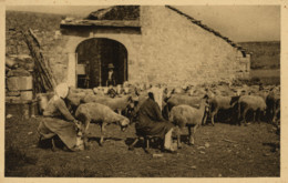 ROQUEFORT - Ferme Sur Les Causses - Traite à La Main - Roquefort