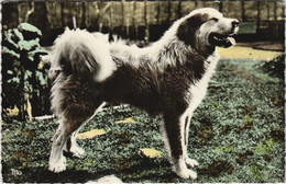CPA AK Chien Des Pyrenees DOG (1178429) - Honden