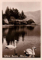 AKAROA / WHITE SWANS- Vintage View Card 8.5 X 7 Cm, Unused - Nouvelle-Zélande