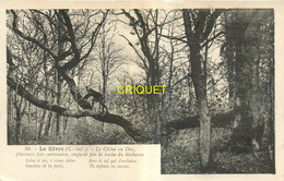 44 Le Gâvre, Le Chêne Au Duc, Enfant Sur Une Branche, Thème Arbres Remarquables - Le Gavre