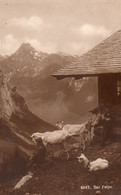 Sur L' Alpe - Jeunes Bergers Avec Les Chèvres - VS Valais