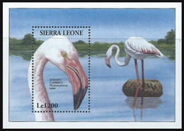 Sierra Leone 1994 MNH MS, Greater Flamingo, Water Birds (**) - Flamingo