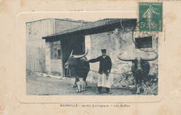 CPA - MARSEILLE - JARDIN ZOOLOGIQUE - LES BUFFLES - Parchi E Giardini