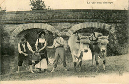 Agriculture * La Vie Aux Champs * Entre Deux Feux * Attelage De Boeufs  * Types Personnages * Paysans Ferme - Autres & Non Classés