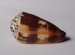 Conus Striatellus - Coquillages