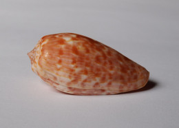 Conus Bullatus Pongo - Coquillages