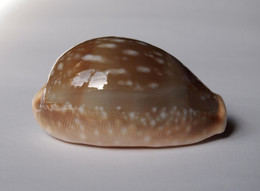 Cypraea Vitellus - Coquillages