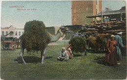 Egypte - Damanhour - Marchands Des Arbres - Carte Postale Vierge - Damanhur