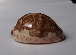 Cypraea Mappa - Coquillages