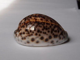 Cypraea Tigris - Coquillages