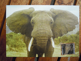 OCB Nr 4341 Fauna Olifant Elephant   Carte Maximum - 2011-..