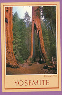 YOSEMITE NATIONAL PARK - Clothespin Tree - Des Feux Répétés Lui Ont Donné Cet Aspect Particulier Mais Il Pousse Toujours - Yosemite