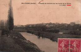 72 / MALICORNE / TROUPEAU DE MOUTONS - Malicorne Sur Sarthe