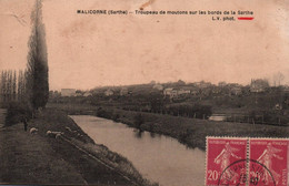 72 / MALICORNE / TROUPEAU DE MOUTONS - Malícorne Sur Sarthe