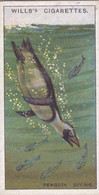Wonders Of The Sea 1928 -  6 A Penguin Diving -  Wills Cigarette Card - Wills