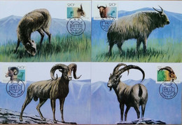 China Maximum Card,1993,Mc-11 Wild Sheep,4 Pcs - Cartes-maximum