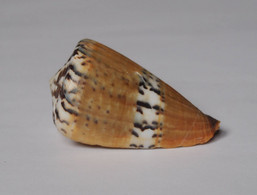 Conus Capitaneus - Coquillages