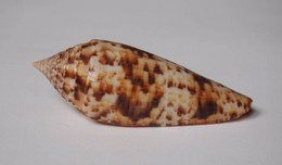 Conus Phuketensis - Coquillages