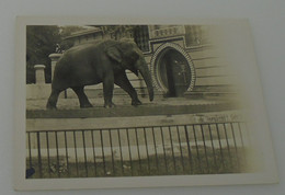 Elephant-Zoo Berlin-thirties - Luoghi