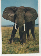 ANIMAUX 530 : Faune Africaine , éléphant : édit. Hoa-Qui N° 4296 - Elefanten