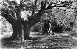 - Burnham Beeches - - Buckinghamshire