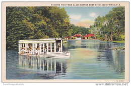 Florida Silver Springs Feeding Fish From Glass Bottom Boat Curteich - Silver Springs