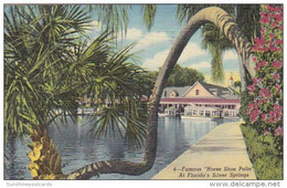 Florida Silver Springs Famous Horse Shoe Palm 1951 Curteich - Silver Springs