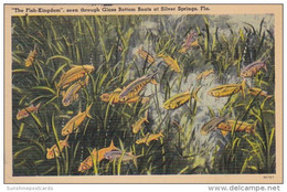 Florida Silver Springs The Fish Kingdom Seen Through Glass Bottom Boats 1940 - Silver Springs